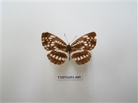 藏品(黑星環蛺蝶)的圖片